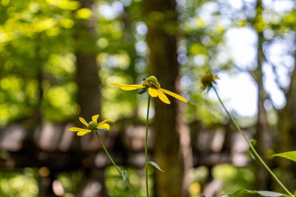 A flower with six long, thin, yellow petals and a dome-shaped green-yellow center, taken in the woods.