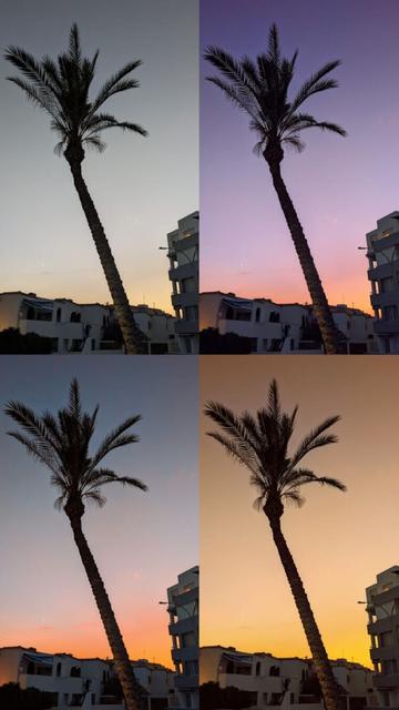 foto vertical, composición de 4 veces la misma imagen de una palmera con el tronco torcido hacia la izquierda de la foto, a contraluz, al atardecer.
aunque son 4 veces la misma imagen, tiene diferentes ediciones.
la primera, arriba a la izquierda, es la original, las demás son ediciones que cambian los colores de la luz del cielo