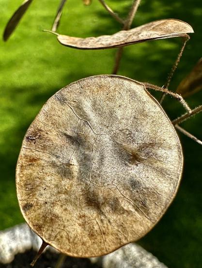 This is the Annual Honesty plant. Also called Silver Dollar.
With a bit or maybe a lot of fantasy it looks like the face of an animal like a cat or the Man in the Moon maybe?
Anyway, just a bit of fun :-)
