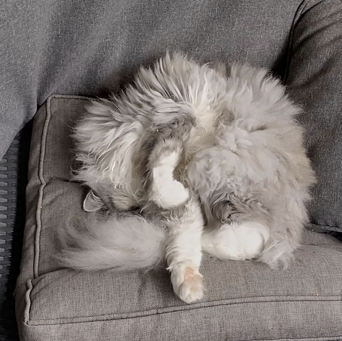 Photo of grey-white cat sleeping on a grey pillow, looking extremely relaxed.