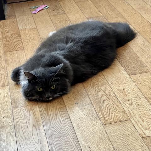 Floofy gray and white cat laying on the floor