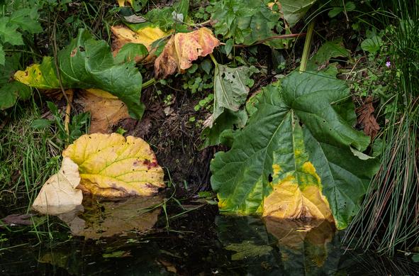 Wild rhubarb, leaves turning yellow at edge of pond