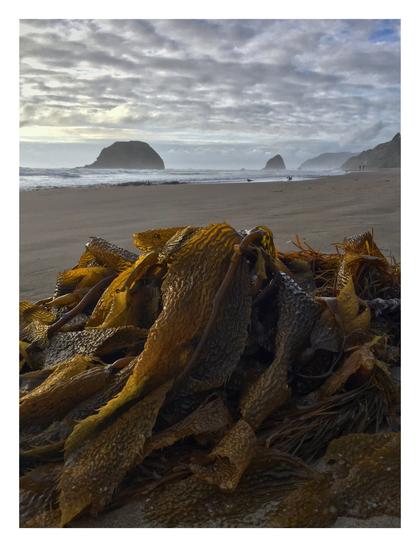 A huge bundle of Giant Kelp is lying on an empty beach on the Oregon coast. Some sea stacks are standing in the distance beneath a cloudy sky and faint evening fog drifting in.