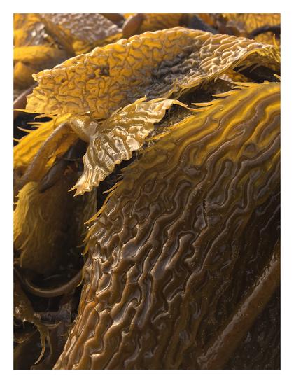 Macro view of some Giant Kelp blades and their wrinkly patterns. The back light from evening sun from makes the blades glow in a rich dirty golden, olive color...