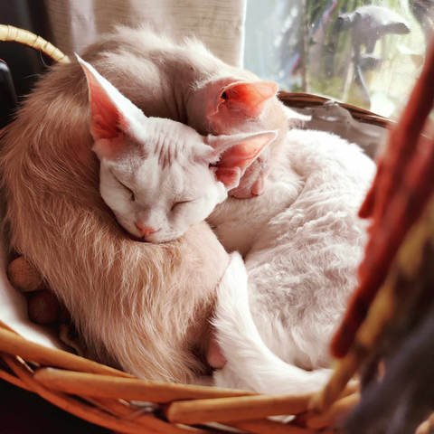 The two most beautiful kitties in the world, Cabbage & Loki, snuggle in a basket.