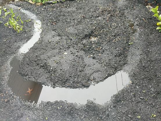 A dark wet expanse of garden bed, with dots and patches of green seedlings here and there. A narrow path undulates through the bed, filled with water reflecting the grey sky and power lines.
