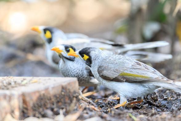 A small group of Noisy Miners on the ground drinking from a puddle. These grey birds have black faces with a yellow patch behind the eye and yellow beaks and feet. They have an olive stripe on the wing.