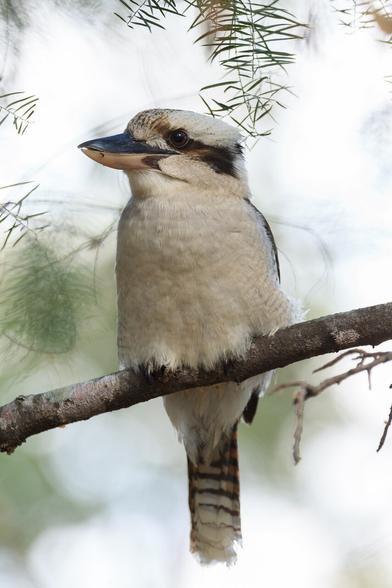 A Laughing Kookaburra on a branch, in the shade. Didn't appear to be doing much, just chillin'
