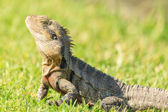 An Eastern Water Dragon (a type of lizard) on some grass. It is giving me side-eye. 

This type of lizard had a row of spines down its back, and come colourful markings on face and chest. Body length was about 30cm, and another 30cm or so for the tail.