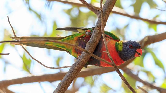 The colourful underside of the Rainbow Lorikeet. From the right, a red beak, blue head, red eye, green and yellow neck (back), red and orange chest, blue belly, green and yellow bum.
