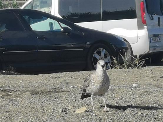 Gaviotas en la zona que hay entre el aparcamiento y los bañistas, con sus picos abiertos parecen reclamar su espacio hoy inexistente por la gran cantidad de personas y coches en la playa.