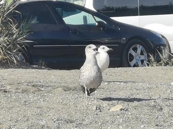 Gaviotas en la zona que hay entre el aparcamiento y los bañistas, con sus picos abiertos parecen reclamar su espacio hoy inexistente por la gran cantidad de personas y coches en la playa.
