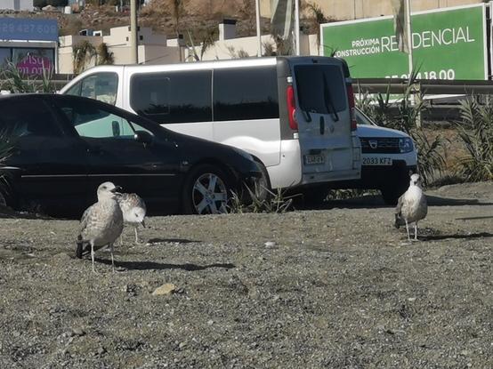 Gaviotas en la zona que hay entre el aparcamiento y los bañistas, con sus picos abiertos parecen reclamar su espacio hoy inexistente por la gran cantidad de personas y coches en la playa.