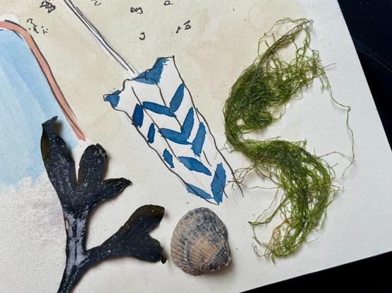 Detail shot of the algae and mussel