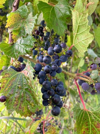Wild grapes ripening on the vine framed by green and brown grape leaves. The bunch in the centre are a deep midnight purple, to the right, grapes are still green or a dusty violet.