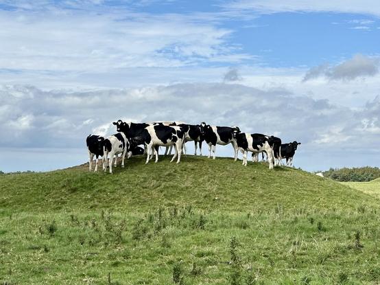 A small number of black and eight cows are stood directly on the very top of a Bronze Age barrow