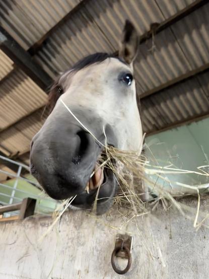 Pferd frisst Heu