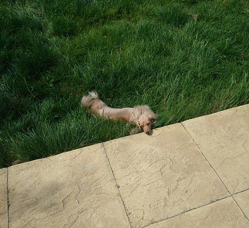 A cream miniature dachshund, lying mostly on the grass with her head on a yellow stone walkway.