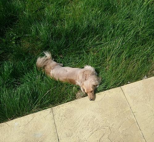 A cream miniature dachshund, lying mostly on the grass with her head on a yellow stone walkway.