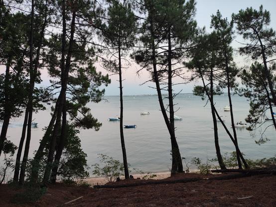 Le bassin d'Arcachon derrière les pins à Petit Piquey