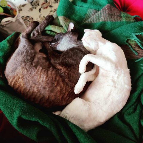 Two cuddly Devon Rex kittens, Mapplethorpe and Cabbage, cuddle on a green blanket