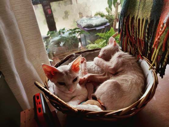 Two kittens, Cabbage and Loki, nap in a basket by the window
