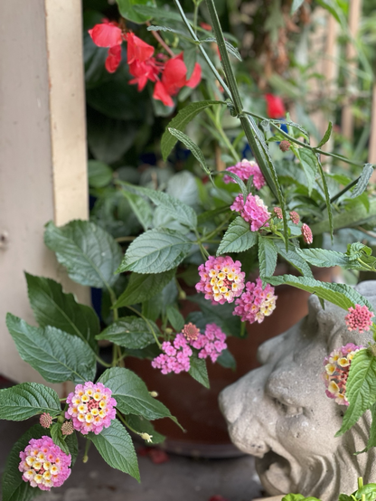 Pink and yellow lantana blooms in a container, with concrete lion head in foreground.