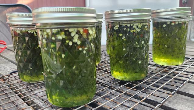 Several pint jars of still hot jalapeño jelly, green in color with flecks of white seeds and some red peppers to round out the flavor and colors.