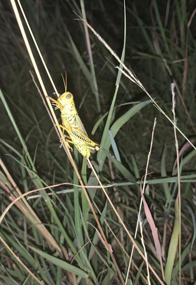 A bright yellow-green grasshopper clinging to a blade of grass is illuminated by the flash of a camera. It has neat black markings on its legs