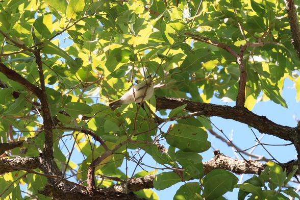 Black-chinned Honeyeater (underside thereof) looking almost completely white except for its dark tail and the hint of the black chin (if you look really closely)