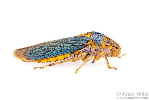 long blue-yellow bug with a rounded snout, on white