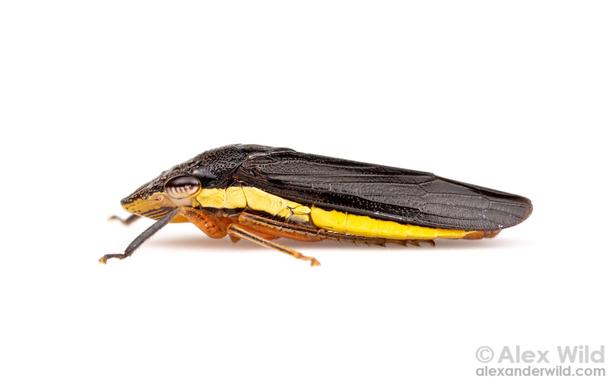 Long black bug with bright yellow racing stripe, on white