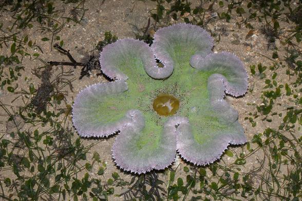 A carpet anemone (Stichodactyla haddoni aka buran), a large solitary polyp with its oral disc folded to form petal-like lobes.