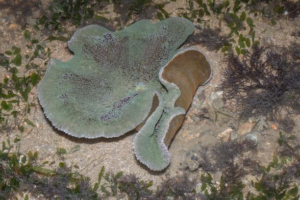 A carpet anemone (Stichodactyla haddoni aka buran) with its oral disc partially upturned.