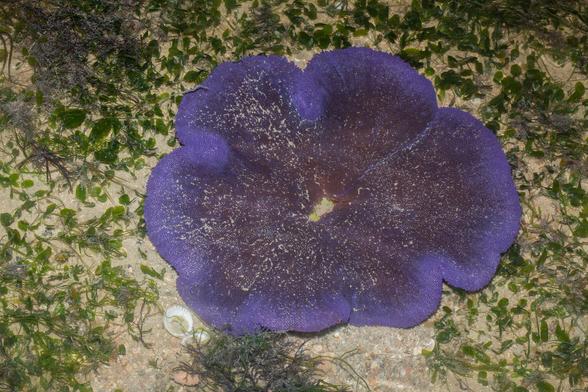 A purple carpet anemone (Stichodactyla haddoni aka buran)