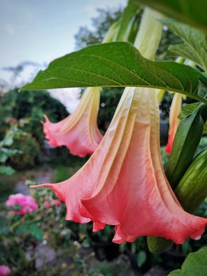Rosa Blüten einer Engelstrompete imposant von der Seite aufgenommen
