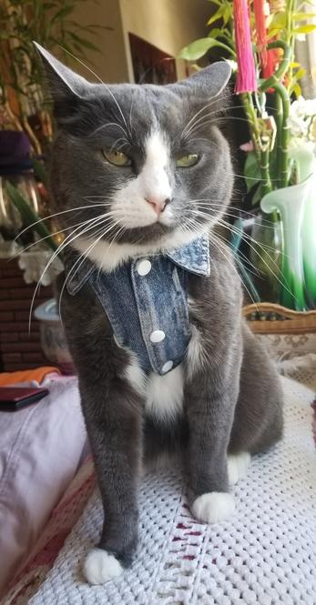 Asher, sitting on couch arm, wearing his denim vest. Gray tuxedo cat.