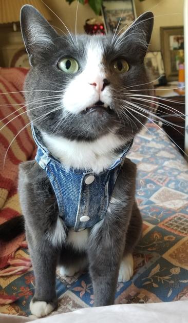 Asher, sitting on couch & meowing, wearing his denim vest. Gray tuxedo cat.