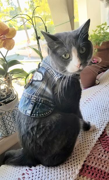 Asher, sitting on couch back, wearing his denim vest that has embroidered bee patch on the back.