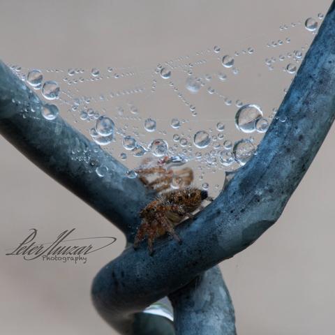 Tiny spider at a link between a fence with a tiny web filled with dew above it.