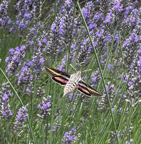 Beautiful sphinx moth hovering above field of lavender.