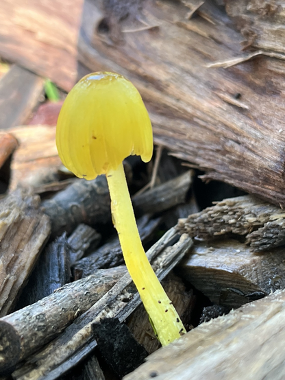 Hongo amarillo entre trozos de madera.
