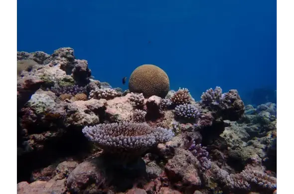 Coral reef underwater photo