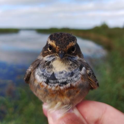 Bluethroat (ringed with permission)