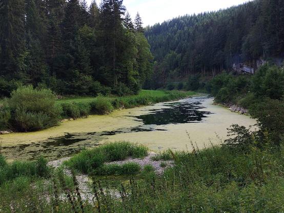 Vue sur une rivière, bordée de sapins des deux côtés. Il reste peu d'eau et l'eau n'est quasiment pas visible car recouverte aux 3/4 par des algues vertes qui étouffent la rivière.