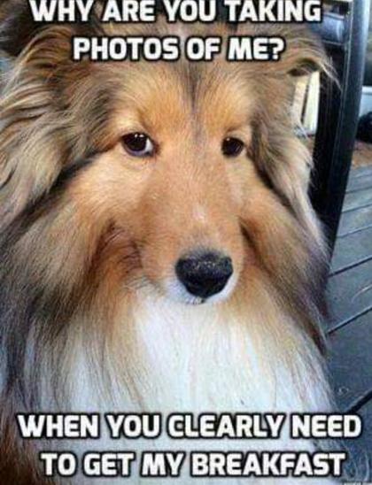 Shetland Sheepdog looking sideways at someone and giving them the irritated "stinky eye" glare. Text reads "Why are you taking photos of me, when you clearly need to get my breakfast?"