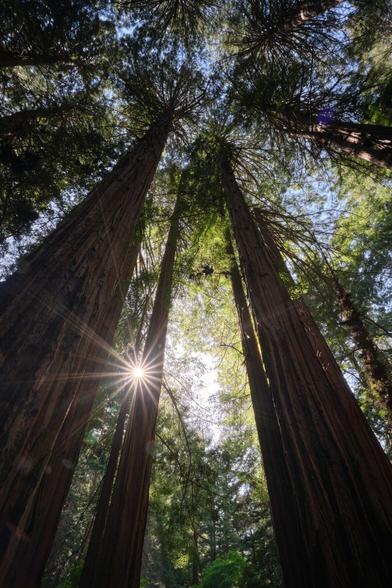 Overhead shoot of a group of tall trees. A sunstar peaking out from behind one tree.
