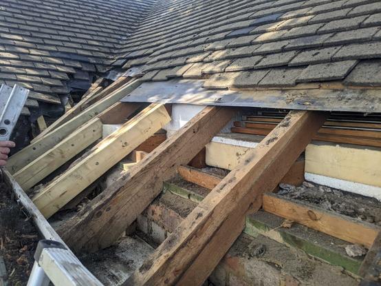 A secondpicture of the roof with the tiles, battens, that hold the tiles in place and the felt removed to reveal the insulation above the ceiling inside the roof. New timber has been fixed to the side of the damaged timbers of the rafters to bring the roof back up to the correct level. Many of the battens had completely rotted out leaving  the tiles to slump.