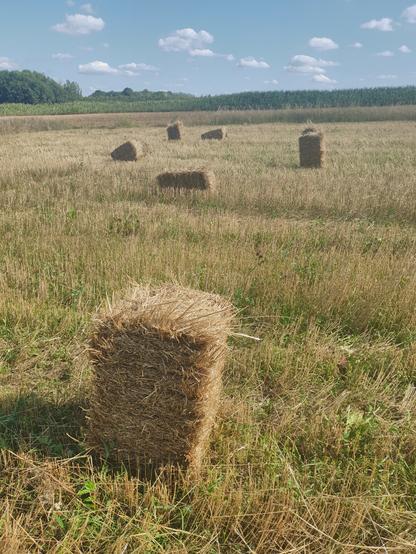 Kostki słomy na ściernisku tuż po żniwach