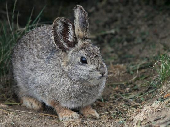 Small gray and brown pygmy rabbit. Photo courtesy of Nevada Department of Wildlife.